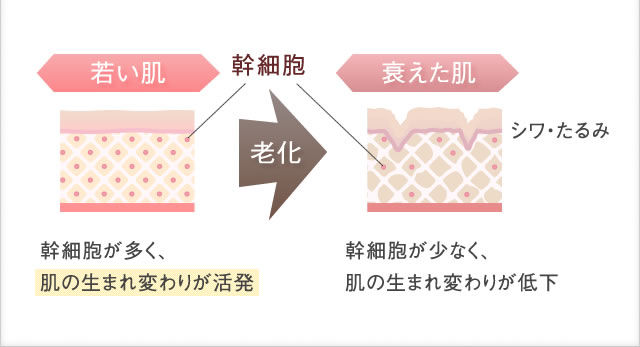 真皮・表皮説明図
