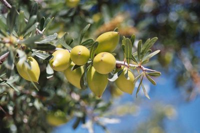 BASF feiert das 10-jährige Bestehen ihres Argan-Programms im Süden von Marokko. Seit 2005 werden nachhaltig gewonnenes Arganöl und dessen Nebenprodukte unter Fairtrade-Bedingungen an BASF geliefert. BASF is celebrating the 10th anniversary of its Argan Program in Southern Morocco. Since 2005, the sustainable sourced argan oil and its by-products are supplied to BASF under fair-trade conditions.